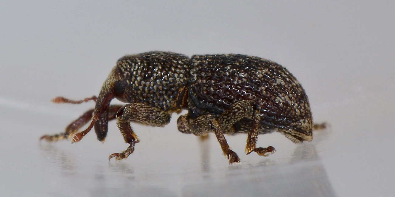 Kyklyoacalles punctaticollis punctaticollis - Curculionidae